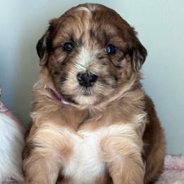 Shelby(purple) - Merle female Whoodle puppy in Rising Sun, Indiana from Ruby Lane Doodles