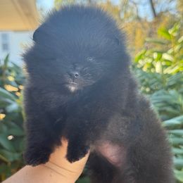 Autumn - Black female Pomeranian puppy in Pittsburgh, Pennsylvania from Peachy Pomeranians