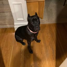 Cane Corso Puppies from Brandy’s Corso’s