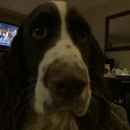 English Springer Spaniel All Grown Up from Cedarhome Springers