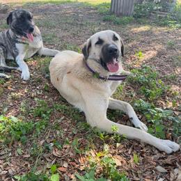Anatolian Shepherd Dog puppies from Sandy Pines Homestead
