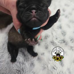 Boy2 - Fawn male Pug puppy in Keysville, Georgia from Rollee Pollee Pugs
