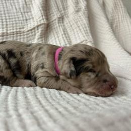 Pink Girl - Merle female Double Doodle puppy in Huntsville, Alabama from Winchester Doodles