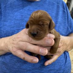 Brown collar - Mahogany male Irish Setter puppy in Choctaw, Oklahoma from Heartland Irish Setters