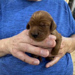 Brown collar - Mahogany male Irish Setter puppy in Choctaw, Oklahoma from Heartland Irish Setters
