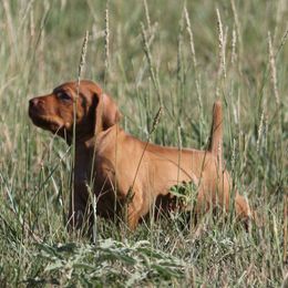 Vizsla puppies from Big Country Kennels