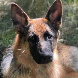 German Shepherds from Haley's German Shepherds