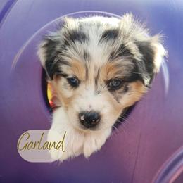 Garland - The Songbird - Blue merle female Australian Shepherd puppy in Pittsville, Wisconsin from Match Dot Pup