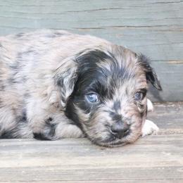 Jumba - Blue merle male Australian Shepherd puppy in Macon, Georgia from Shaina’s Shepherds