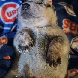 Australian Cattle Dog Puppies from North Woods ACD’s