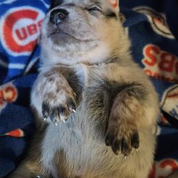 Australian Cattle Dog Puppies from North Woods ACD’s