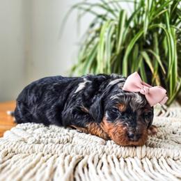 Luna - Merle female Bernedoodle puppy in Gaylord, Michigan from Dog Mom Co. Doodles