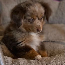 Miniature Australian Shepherd and Toy Australian Shepherd Puppies from Small World Aussies