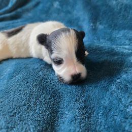 New born - Black and white female Havanese puppy in Kansas City Mo, Missouri from My Heavenly Havanese Puppies
