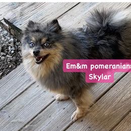 Skylar spayed - Blue merle female Pomeranian puppy in Kentucky from Em&M Pomeranians