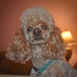 Cockapoo, Cocker Spaniel, and Poodle All Grown Up from The Cocker Cingdom