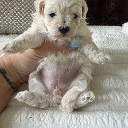 Liberty ( reserved) - Apricot female Maltipoo puppy in Fredericktown, Missouri from Doodle Pups Fur-Ever