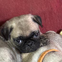 Oscar - Fawn male Pug puppy in Moorefield, West Virginia from Wratchford Farms