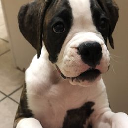Boxer Puppies from Venician Boxers
