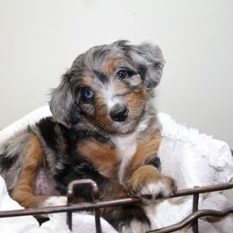 Aussiedoodle Puppies from Aussie Paws