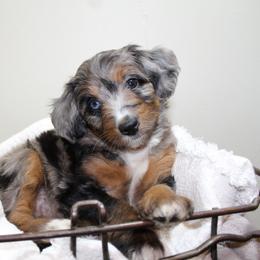 Aussiedoodle Puppies from Aussie Paws