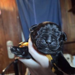 Yellow Male - Black male Labrador Retriever puppy in Andrews, South Carolina from Leyland Cypress Retrievers