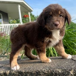 Rusty - Red tri male Miniature Australian Shepherd puppy in Dalbo, Minnesota from JW Ranch Aussies