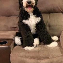 Bernedoodle All Grown Up from Backwoods Bernedoodles