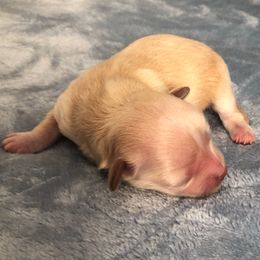 Percy - Cream male Maltipoo puppy in Springtown, Texas from North Texas Puppies