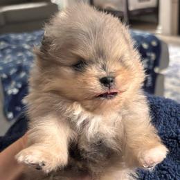 Blue merle - Blue merle male Pomeranian puppy in Fayetteville, North Carolina from Tar-heel Poms