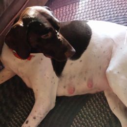 German Shorthaired Pointers from Northwoods German shorthaired pointers