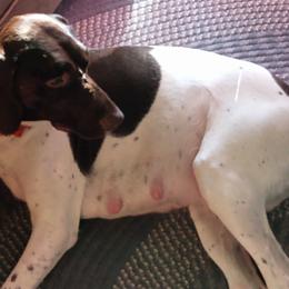 German Shorthaired Pointers from Northwoods German shorthaired pointers