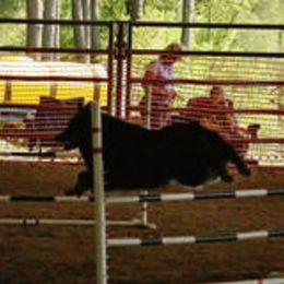 Australian Shepherds from Gemfire Australian Shepherds