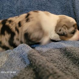 Goofy - Blue merle male Miniature Australian Shepherd puppy in Conneaut, Ohio from J&K Mini Aussies and Golden Retrievers