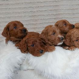 Goldendoodle Puppies from Maryland Doodles