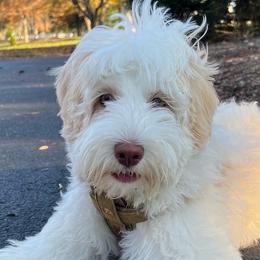 Australian Labradoodles from Bonzer Australian Labradoodles