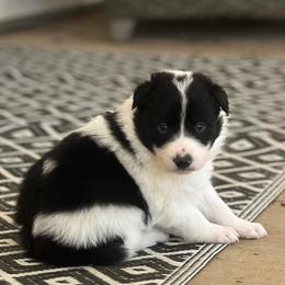 Uno - Black and white male Border Collie puppy in Jonesboro, Arkansas from Hampton Border Collies