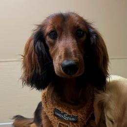 Murphy - Dachshund