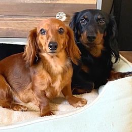 Dachshunds from Dixon Dachshunds