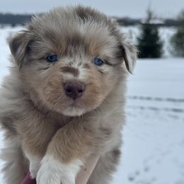 Max - Red merle male Australian Shepherd puppy in Laotto, Indiana from Circle B working Aussies