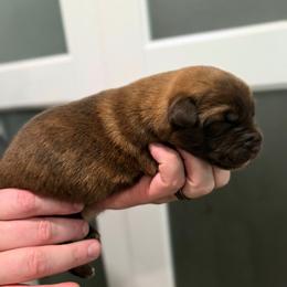 Liver dutchie female - Gold brindle female Dutch Shepherd puppy in Signal Mountain, Tennessee from Torgun Police Dogs