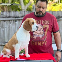 Marshall - Red and white male Beagle puppy in Orlando, Florida from Royal-Tea Beagles
