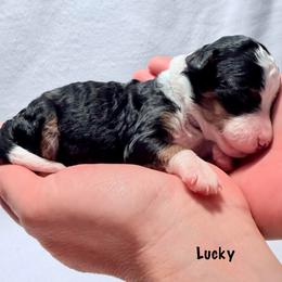 Lucky - Tri-color female Bernedoodle puppy in Pottstown, Pennsylvania from Willow-Be Doodles