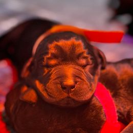 Yellow Collar - Black male Labrador Retriever puppy in Malabar, Florida from Mythic Labradors, LLC