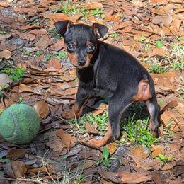 Miniature Pinscher puppies from Keltic Kennels Miniature Pinschers