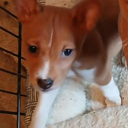 Boka - Red and white female Basenji puppy in Portland, Oregon from Khani's Basenjis and Italian Greyhounds