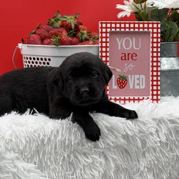 Pink - Black female Labrador Retriever puppy in Heath Springs, South Carolina from Rich Hill Retrievers