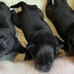 Girl 4 - Black female Labrador Retriever puppy in Arlington, Iowa from Uncle Bucks Labrador Retrievers