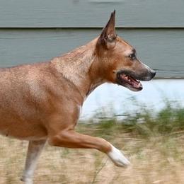 Emmy - Rat Terrier