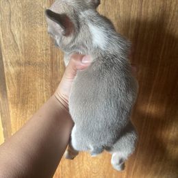 French Bulldog Puppies from Blue Apple Frenchies